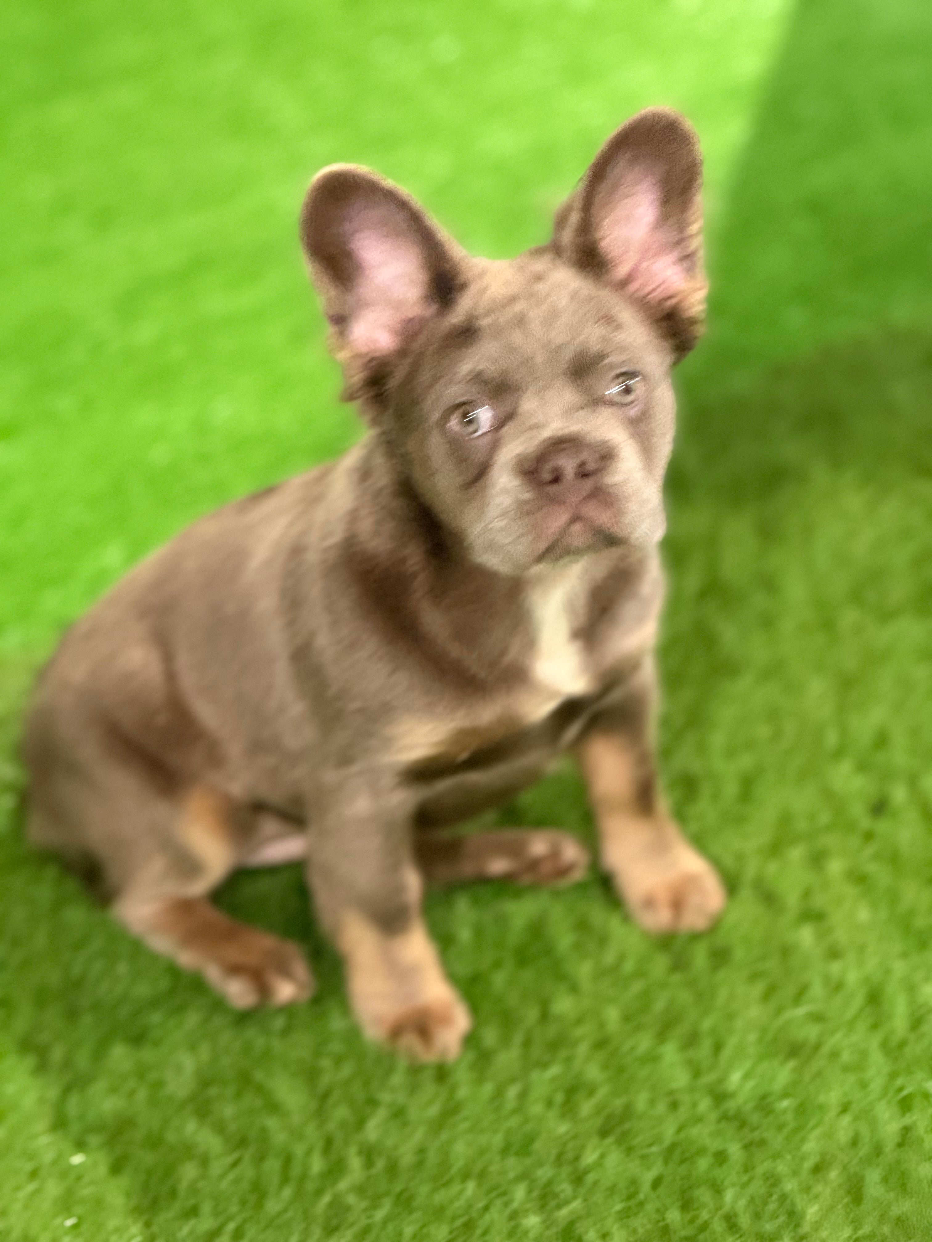 Female fluffy frenchie