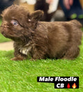 Male Floodle